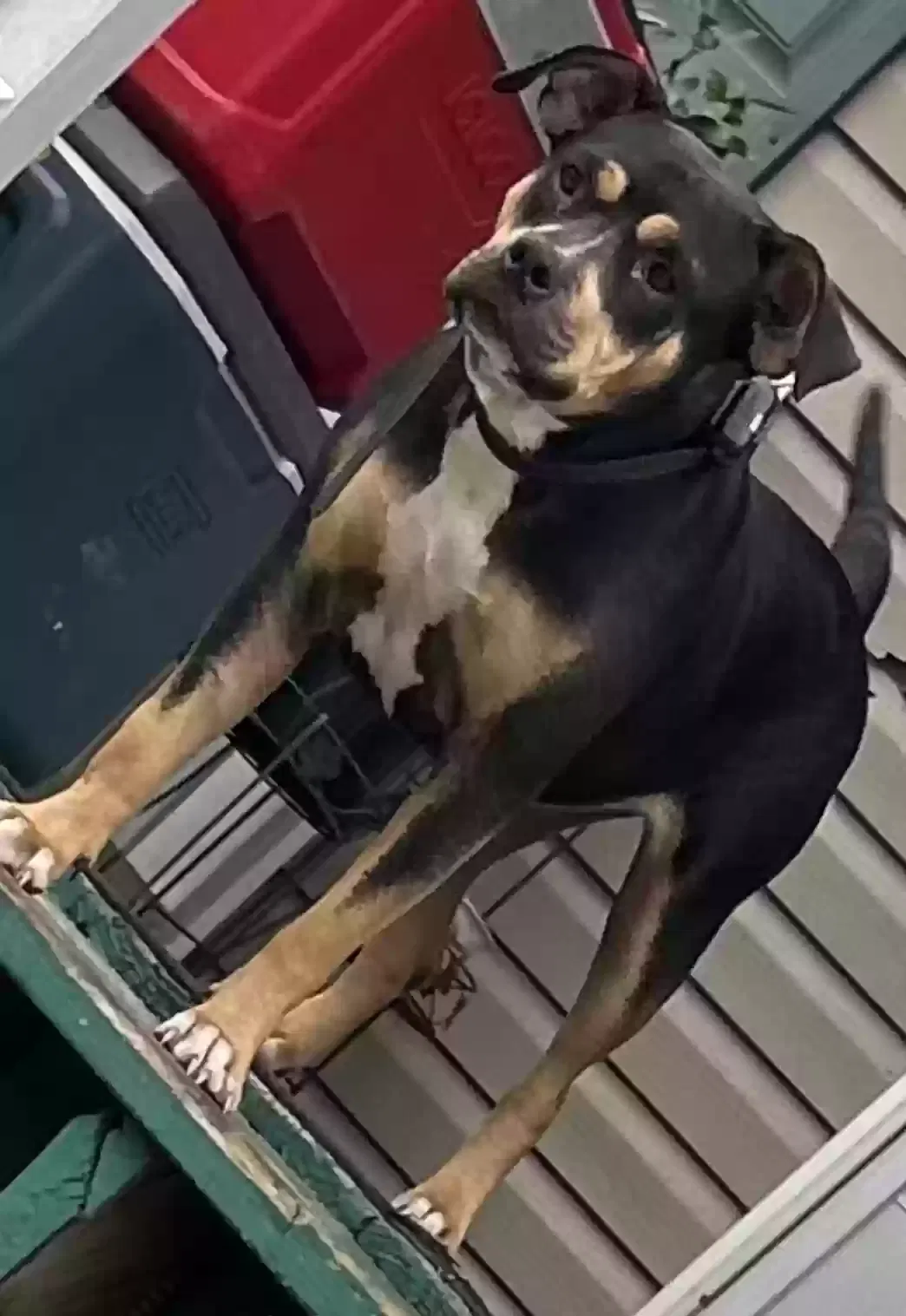 Lost dog in Citronelle, AL, 36522