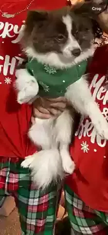 Lost dog in Rockford, IL, 61107
