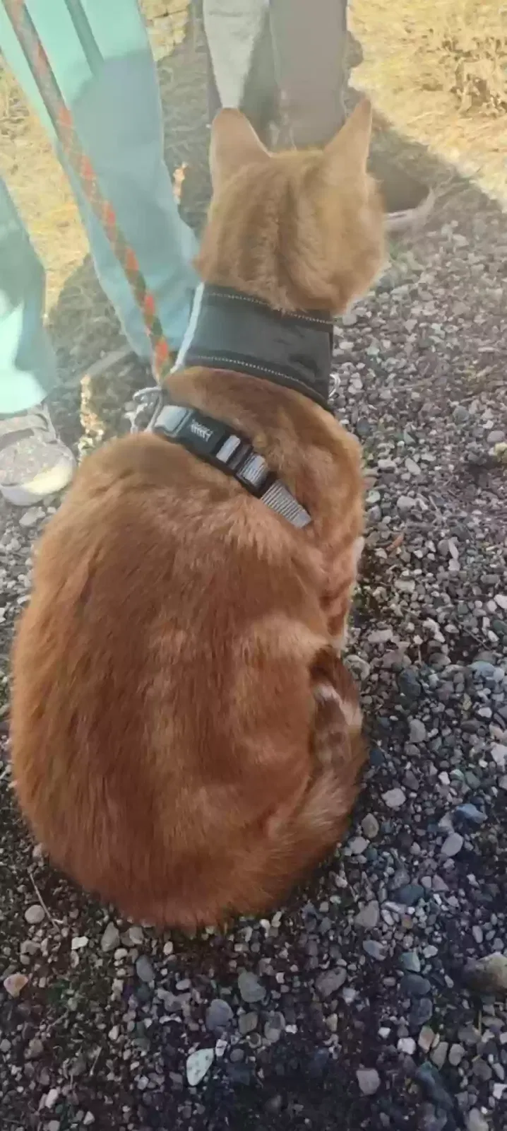 Lost cat in Reno, NV, 89509