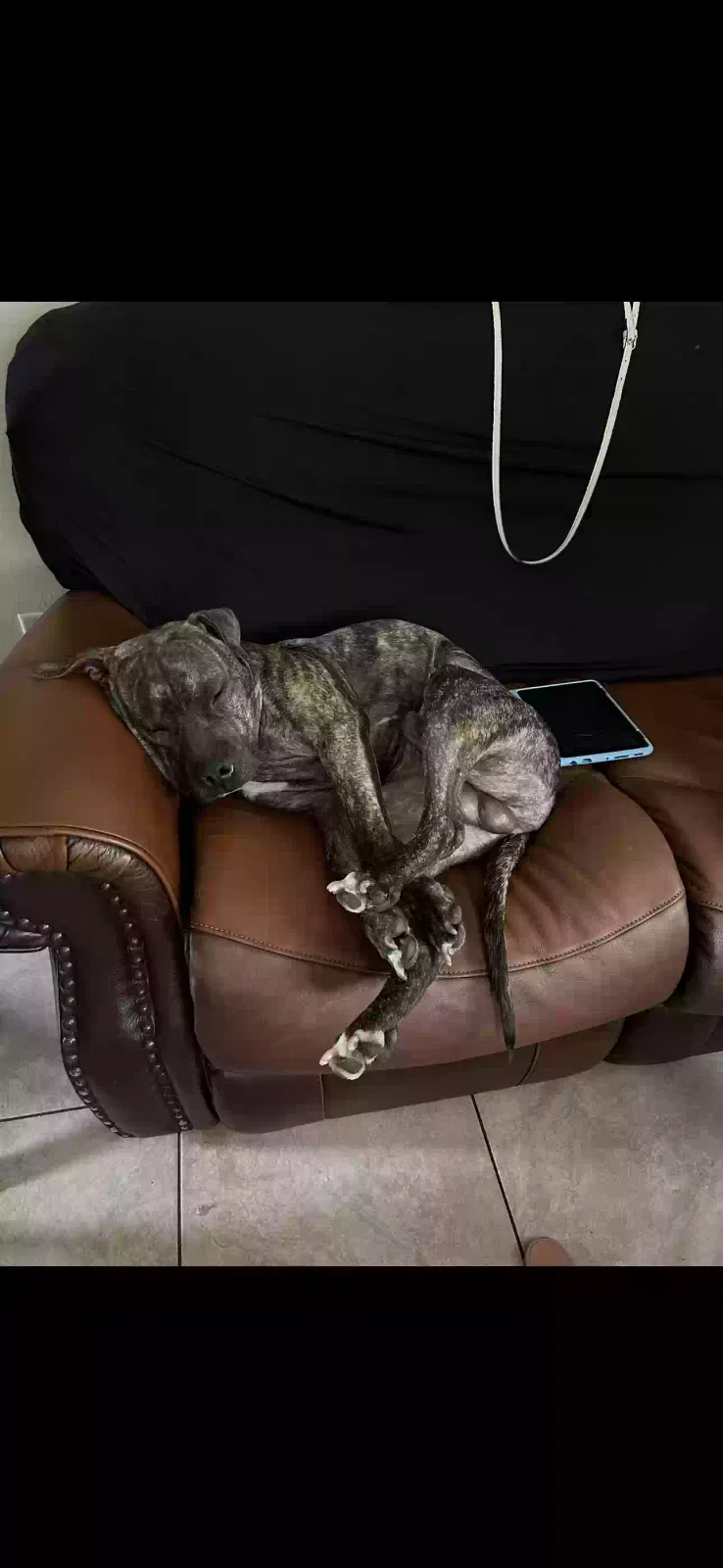 Lost dog in Largo, FL, 33778