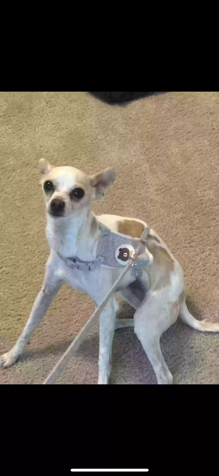 Lost dog in Phelan, CA, 92371