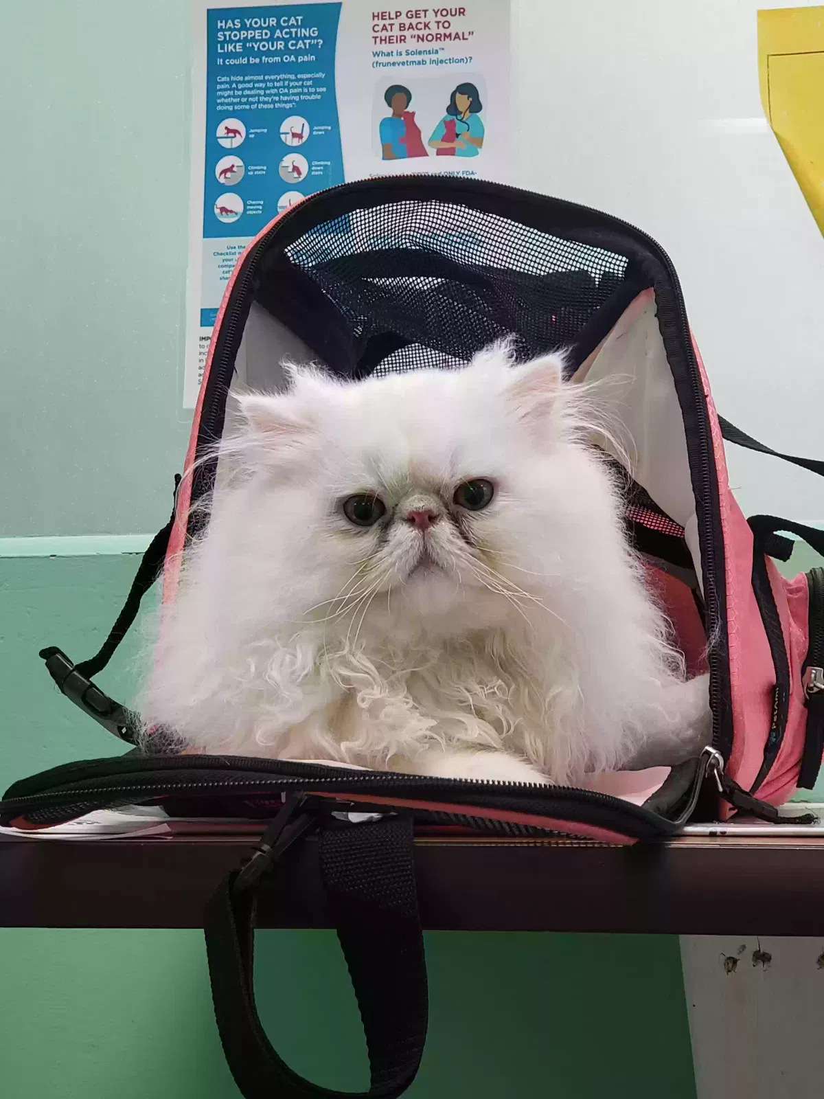 Lost cat in Wellington, FL, 33414