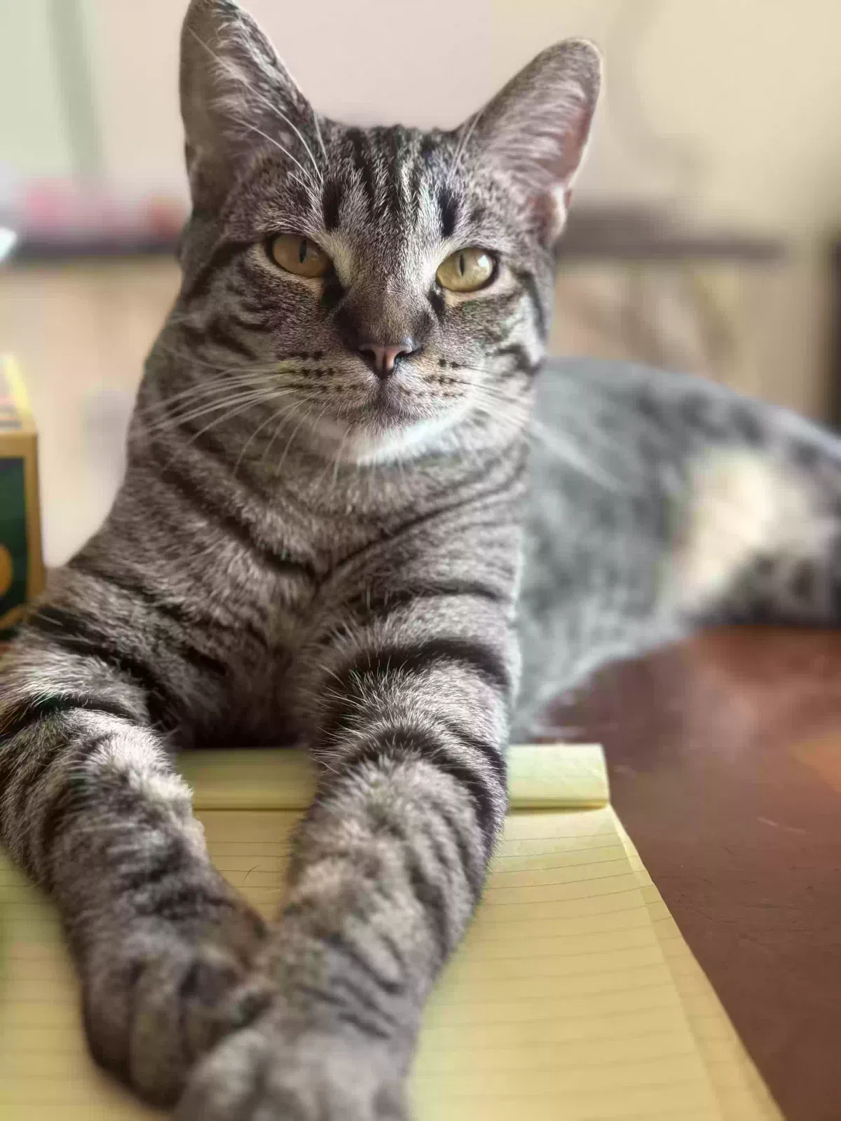 Lost cat in Glen Allen, VA, 23059
