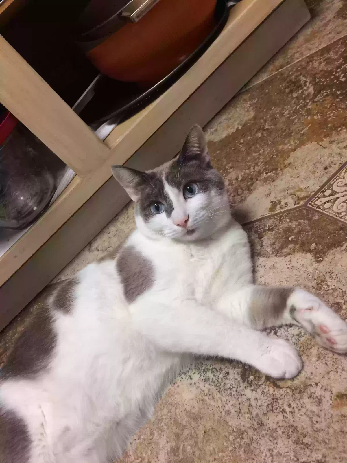 Lost cat in Hayward, CA, 94545