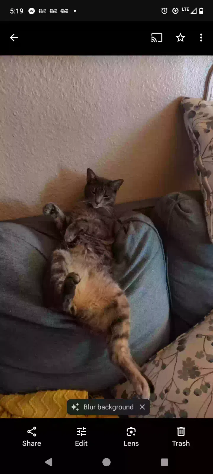 Lost cat in Fort Worth, TX, 76116