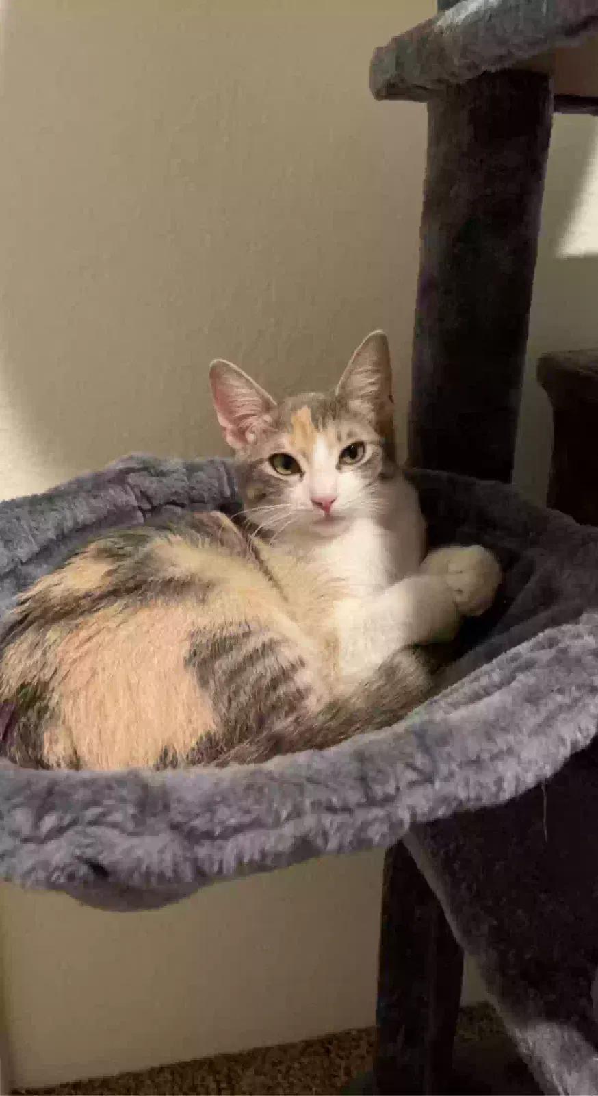 Lost cat in Clint, TX, 79836