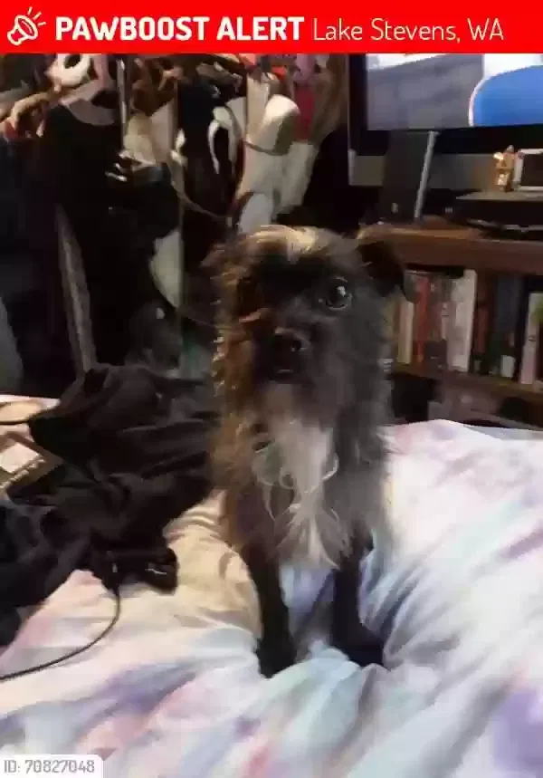 Lost dog in Lake Stevens, WA, 98258