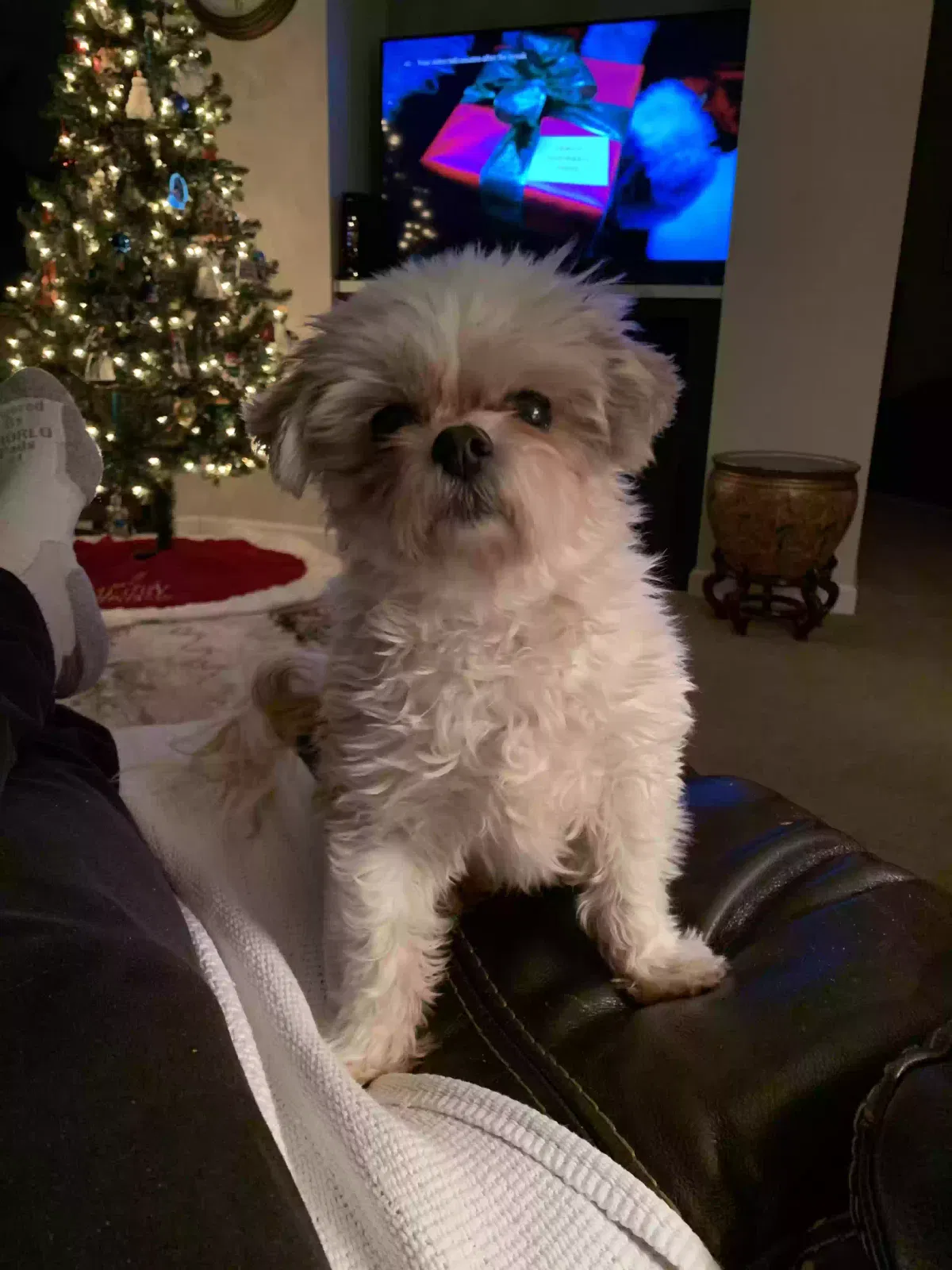 Lost dog in Plainville, GA, 30733