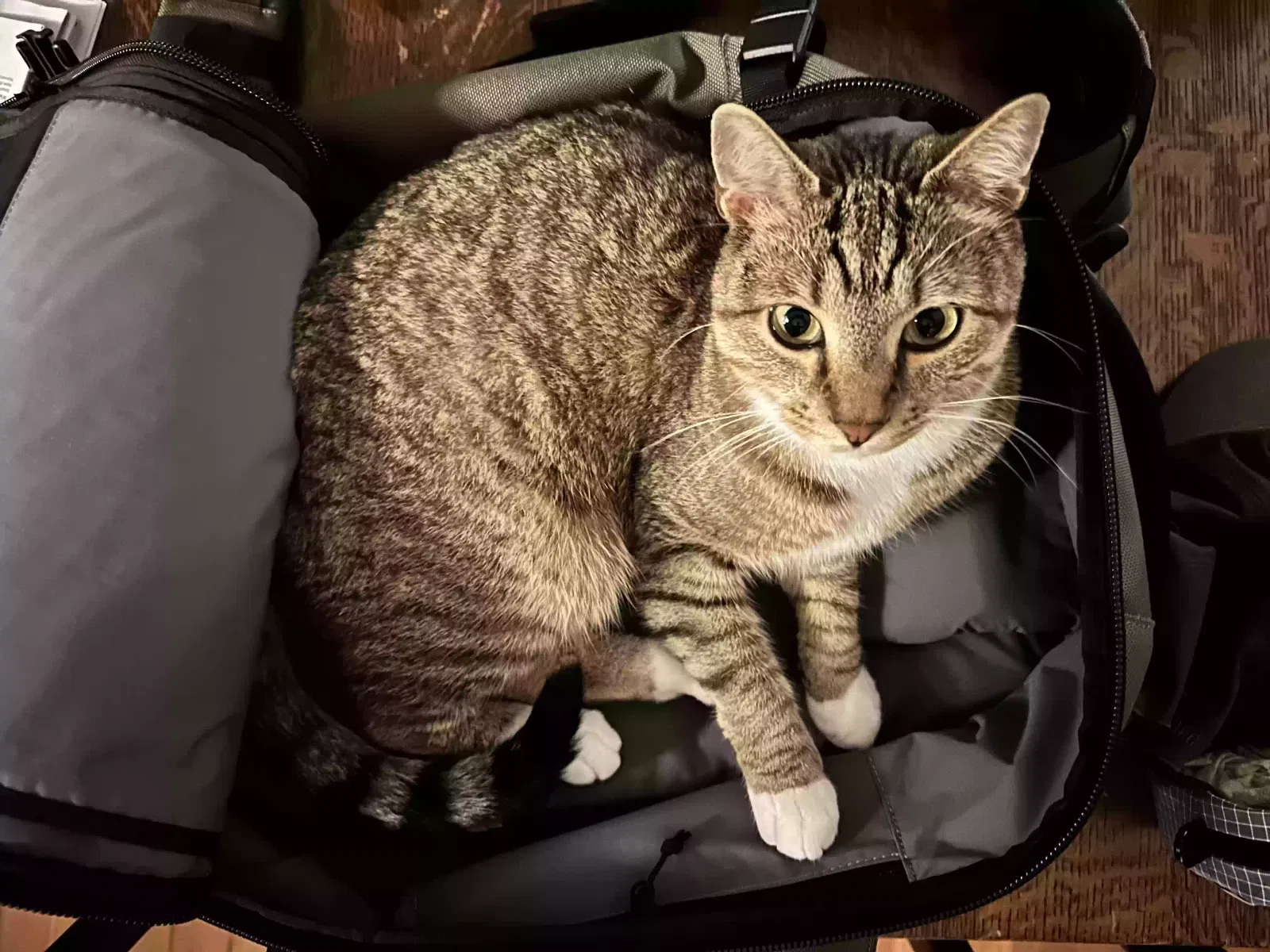 Lost cat in Portland, OR, 97215