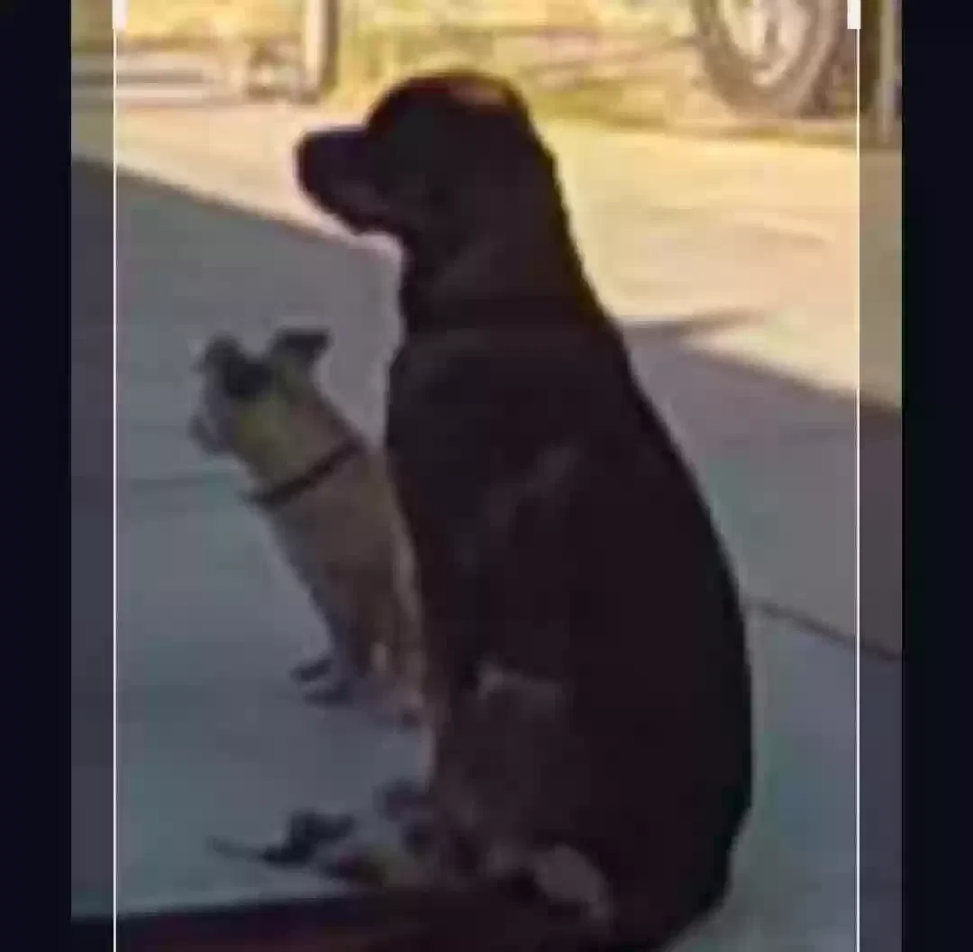Lost dog in Barstow, CA, 92311