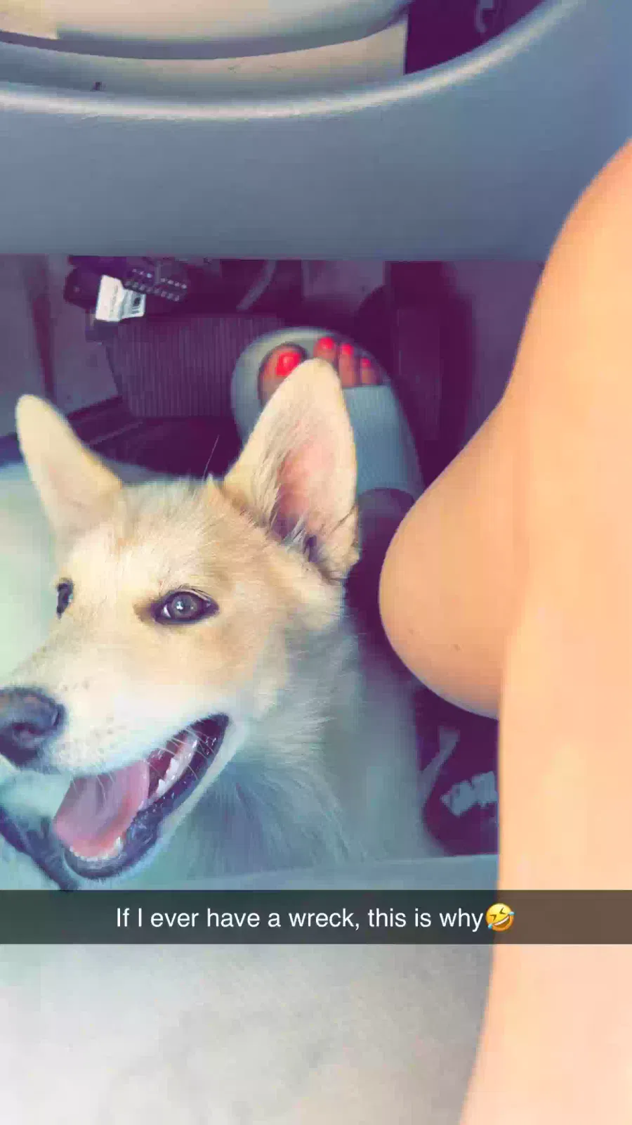 Lost dog in Ben Wheeler, TX, 75754