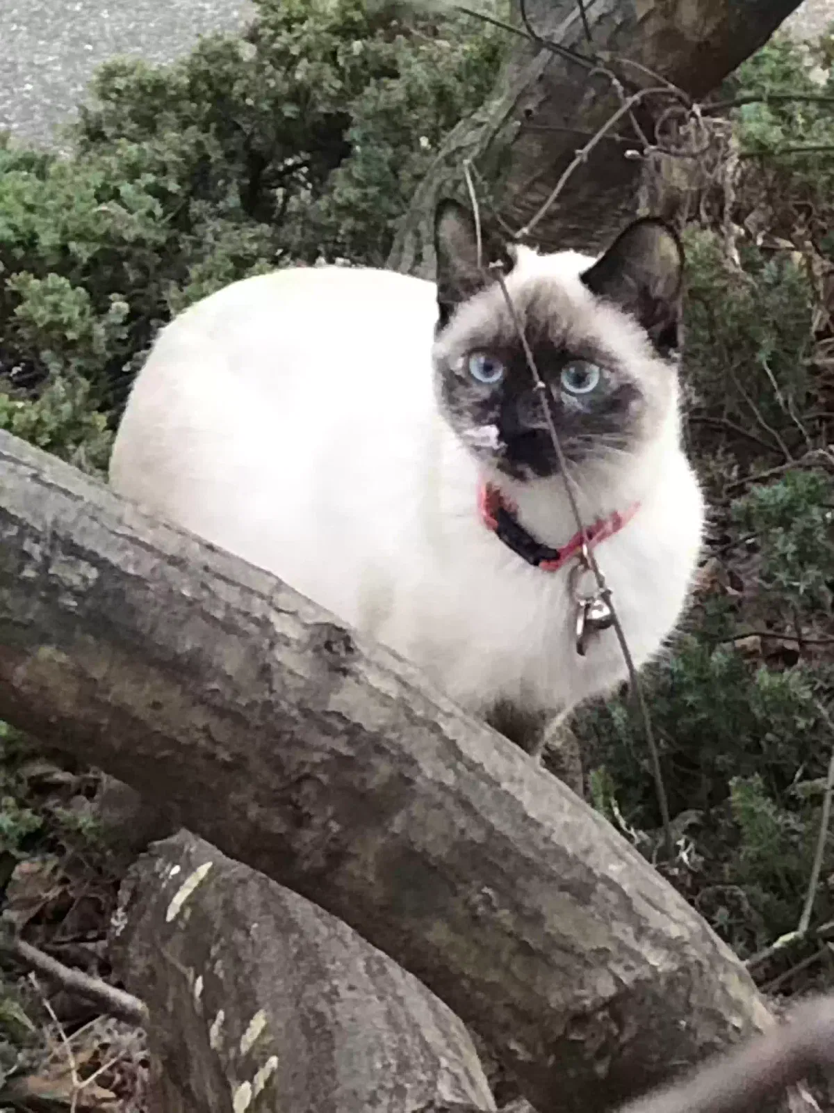 Lost cat in Atlanta, GA, 30319