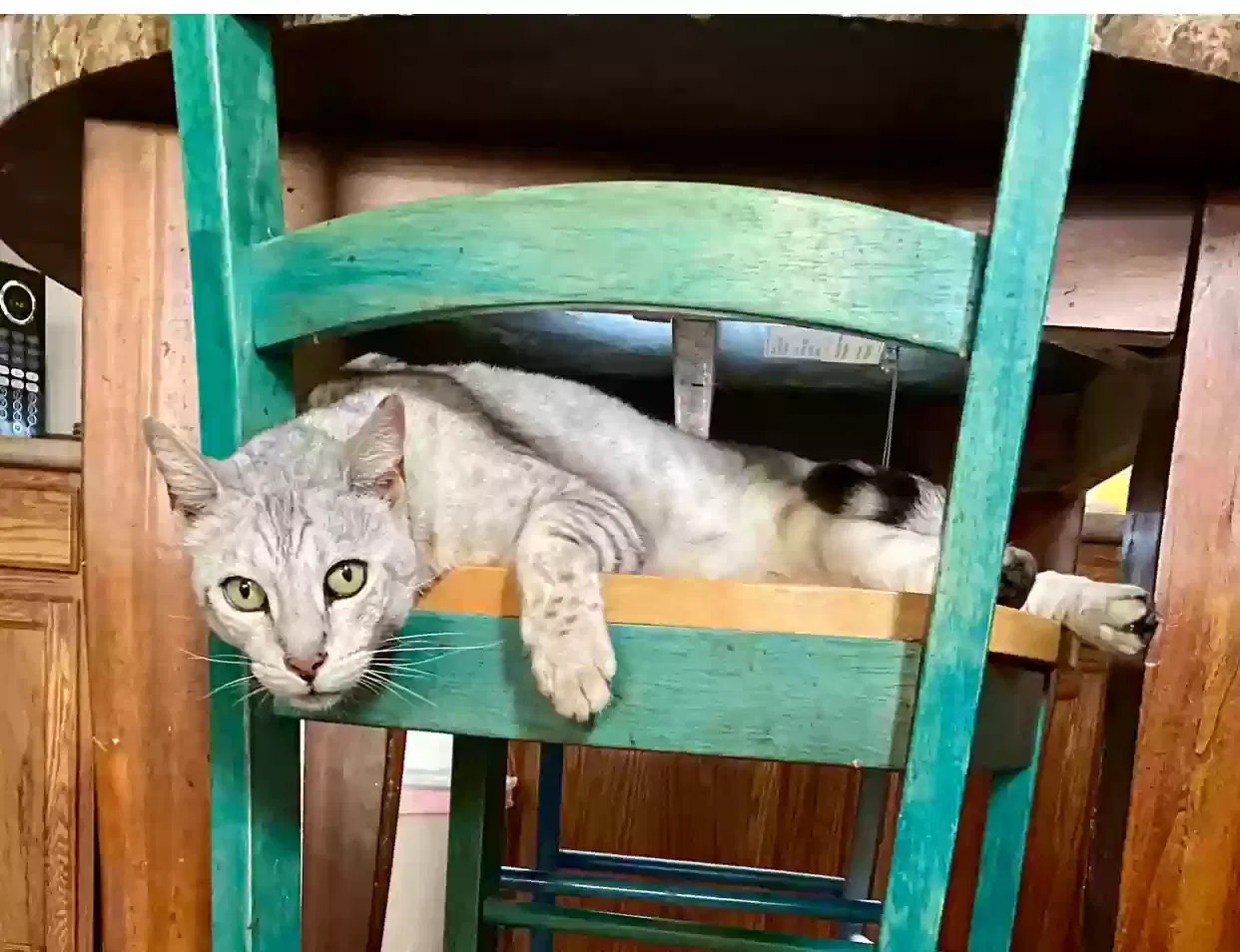 Lost cat in Watsonville, CA, 95076