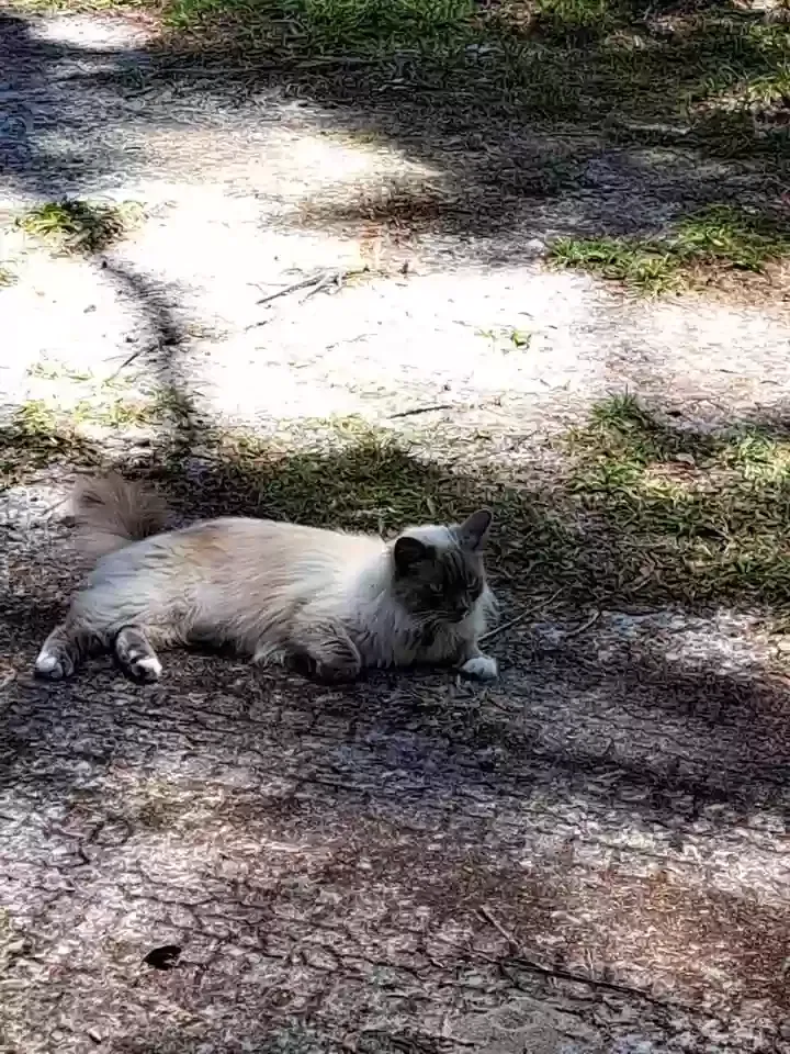 Lost cat in Lake City, FL, 32025