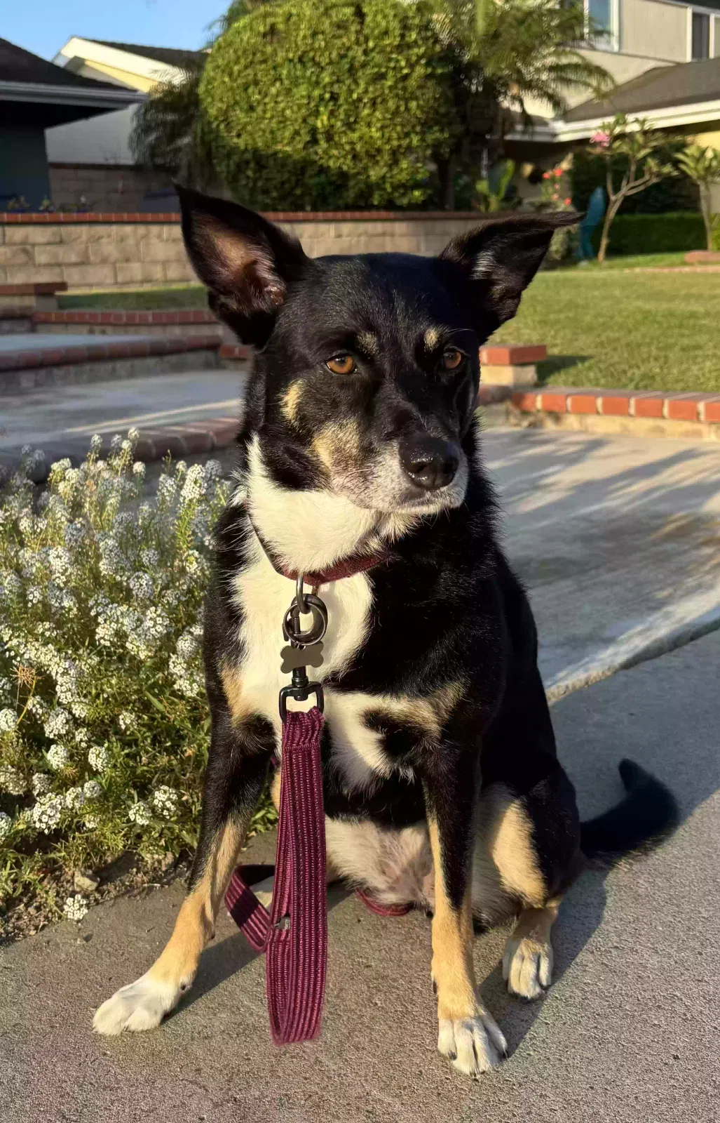 Lost dog in Huntington Beach, CA, 92648