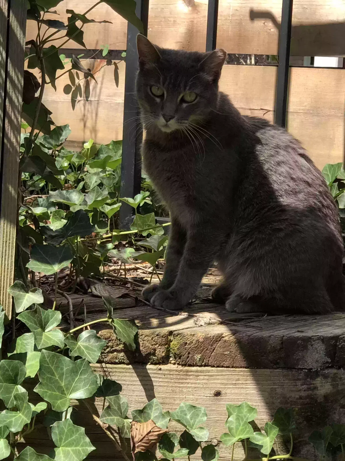 Lost cat in Birmingham, AL, 35244