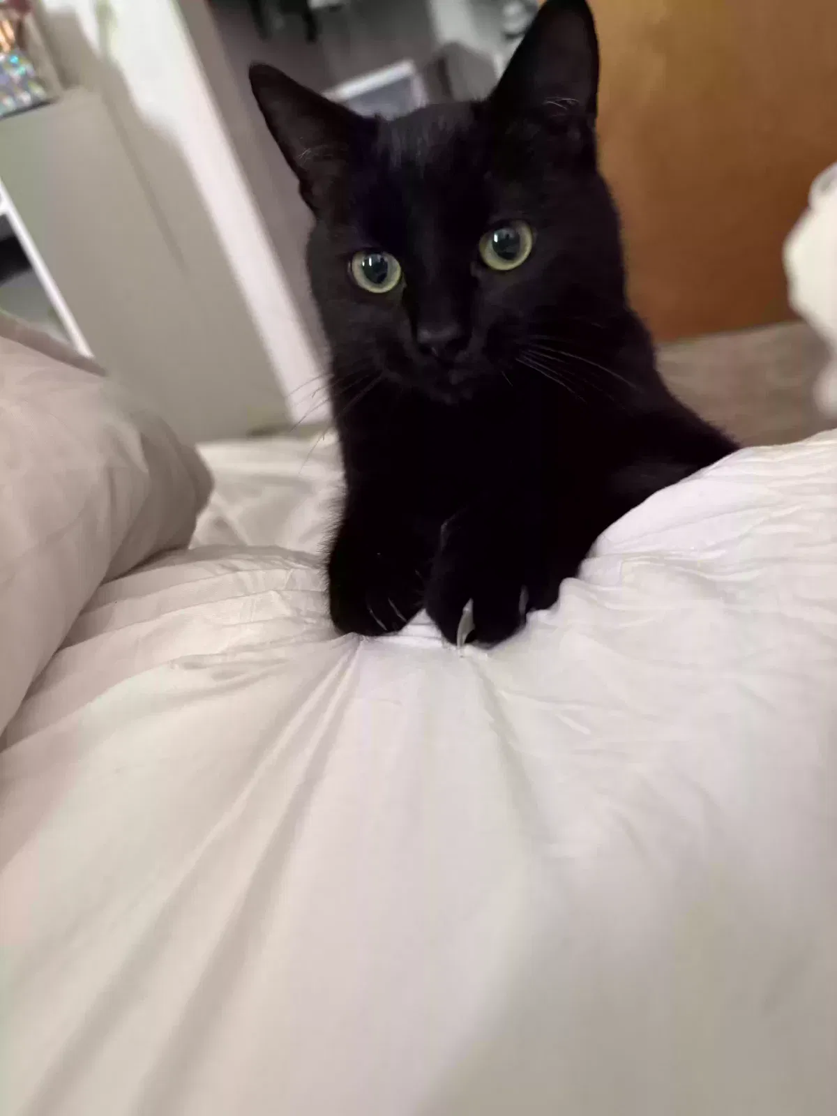 Lost cat in Visalia, CA, 93292