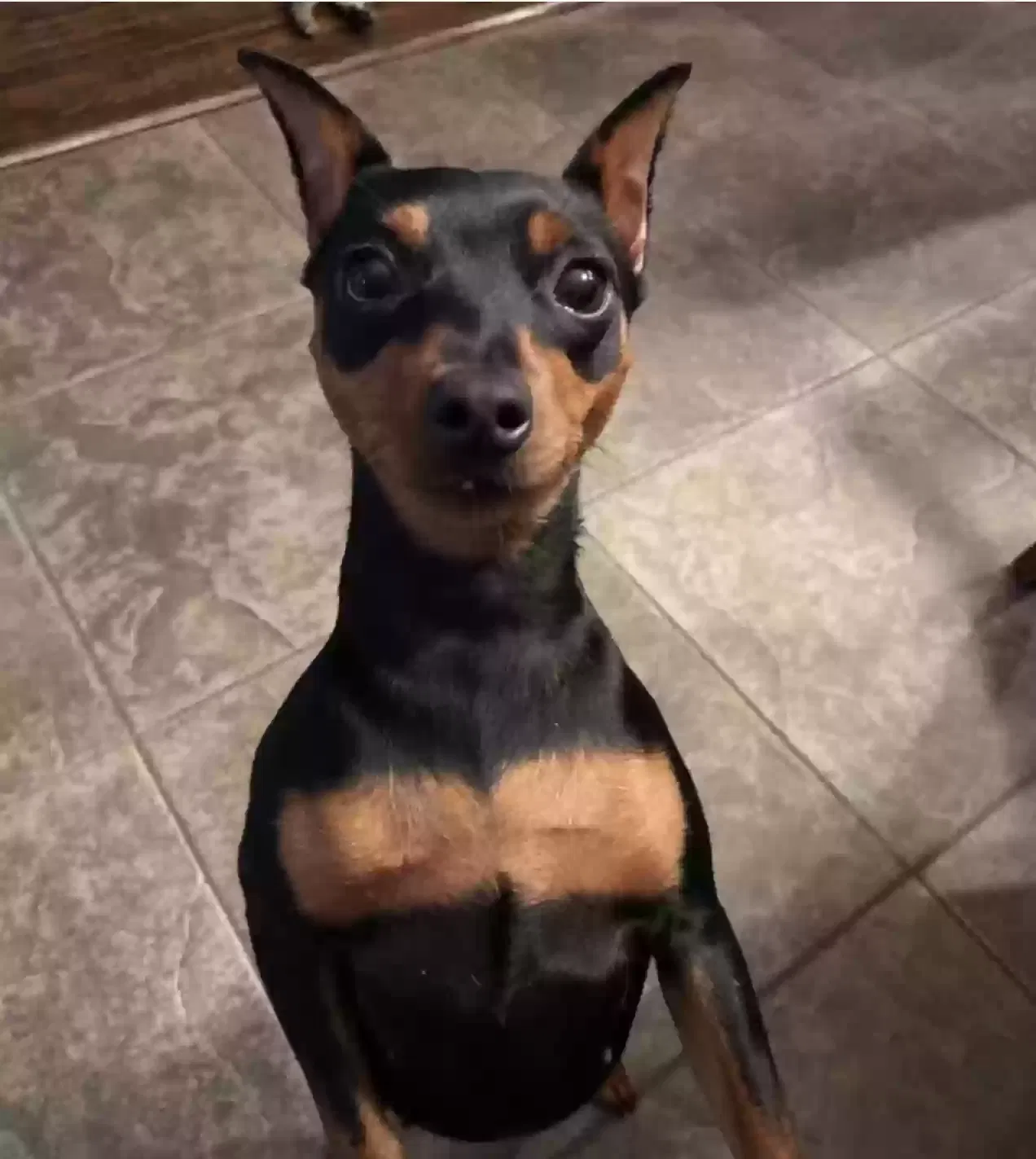 Lost dog in Mckinney, TX, 75070
