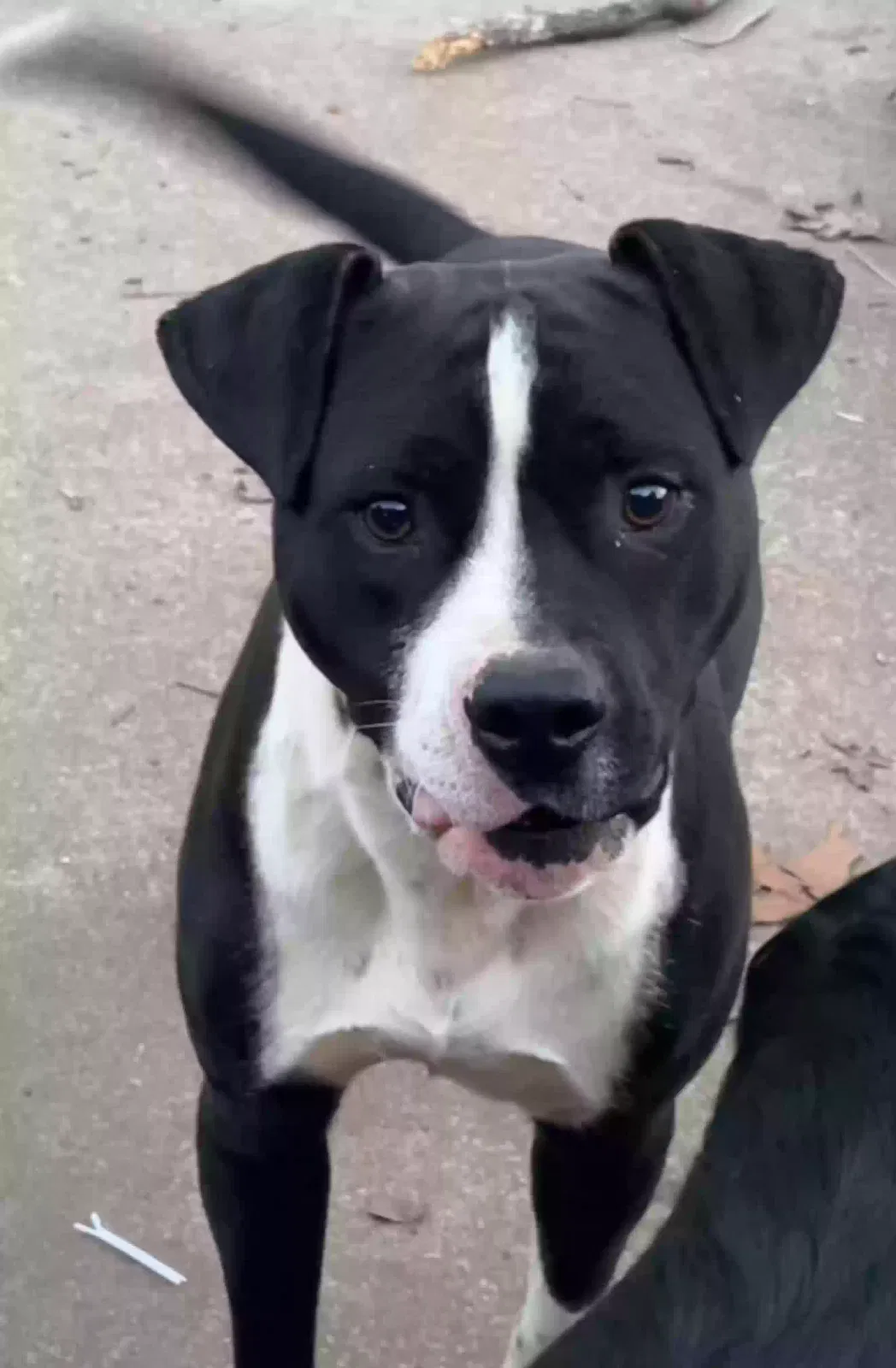 Found dog in Inman, SC, 29349