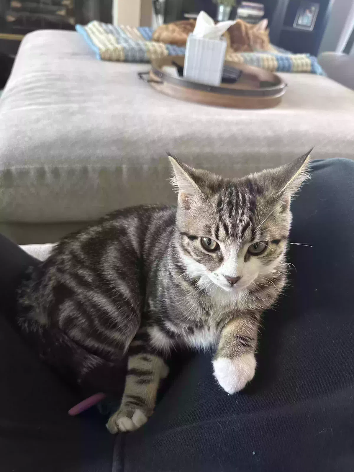 Lost cat in Fresno, CA, 93720