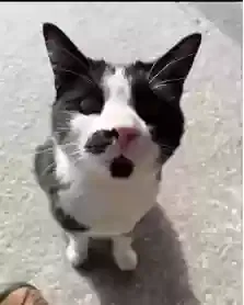 Lost cat in Warrenton, NC, 27589