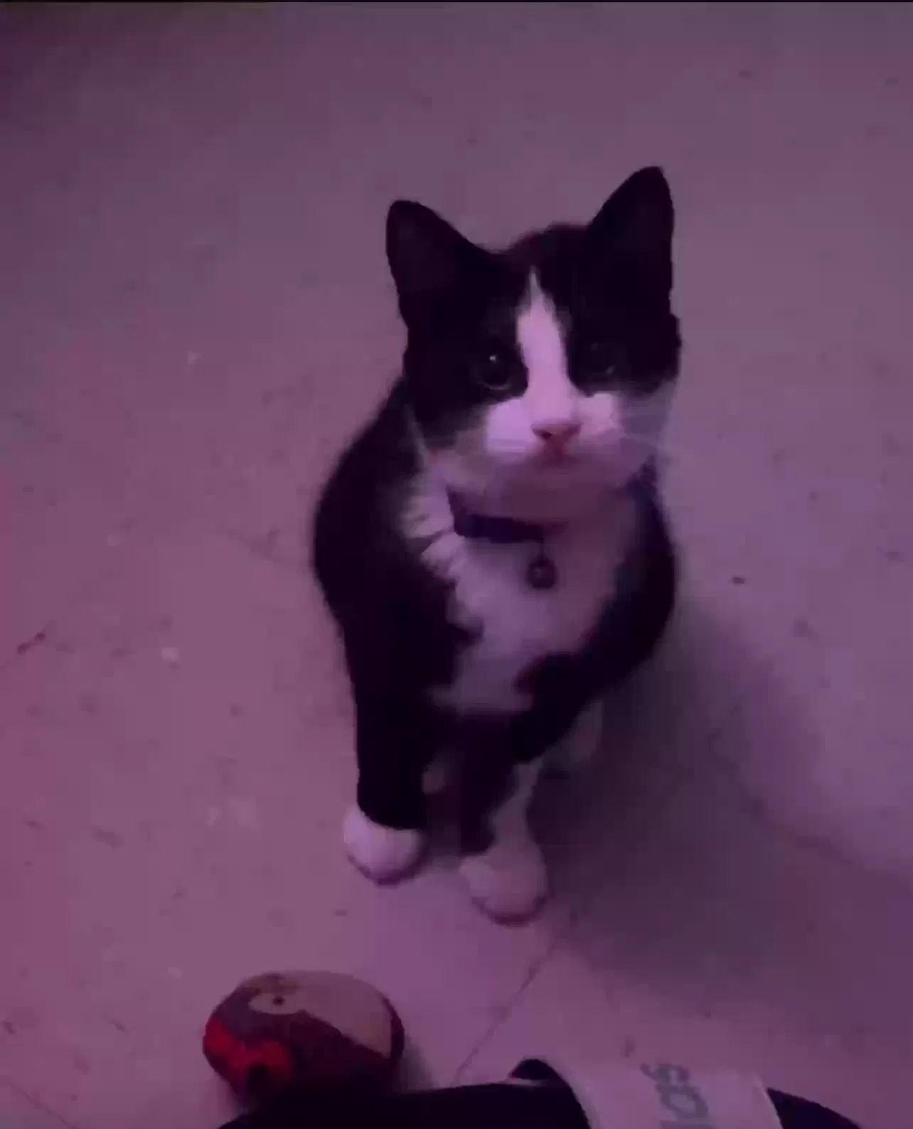Lost cat in Fort Worth, TX, 76112