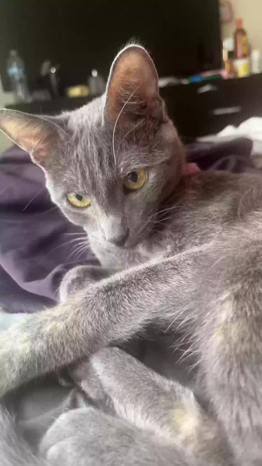 Lost cat in San Antonio, TX, 78207