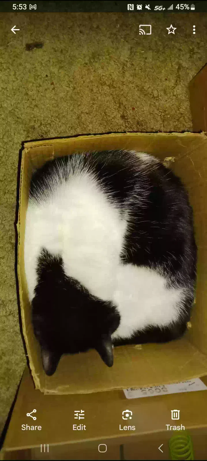 Lost cat in Bartlesville, OK, 74006