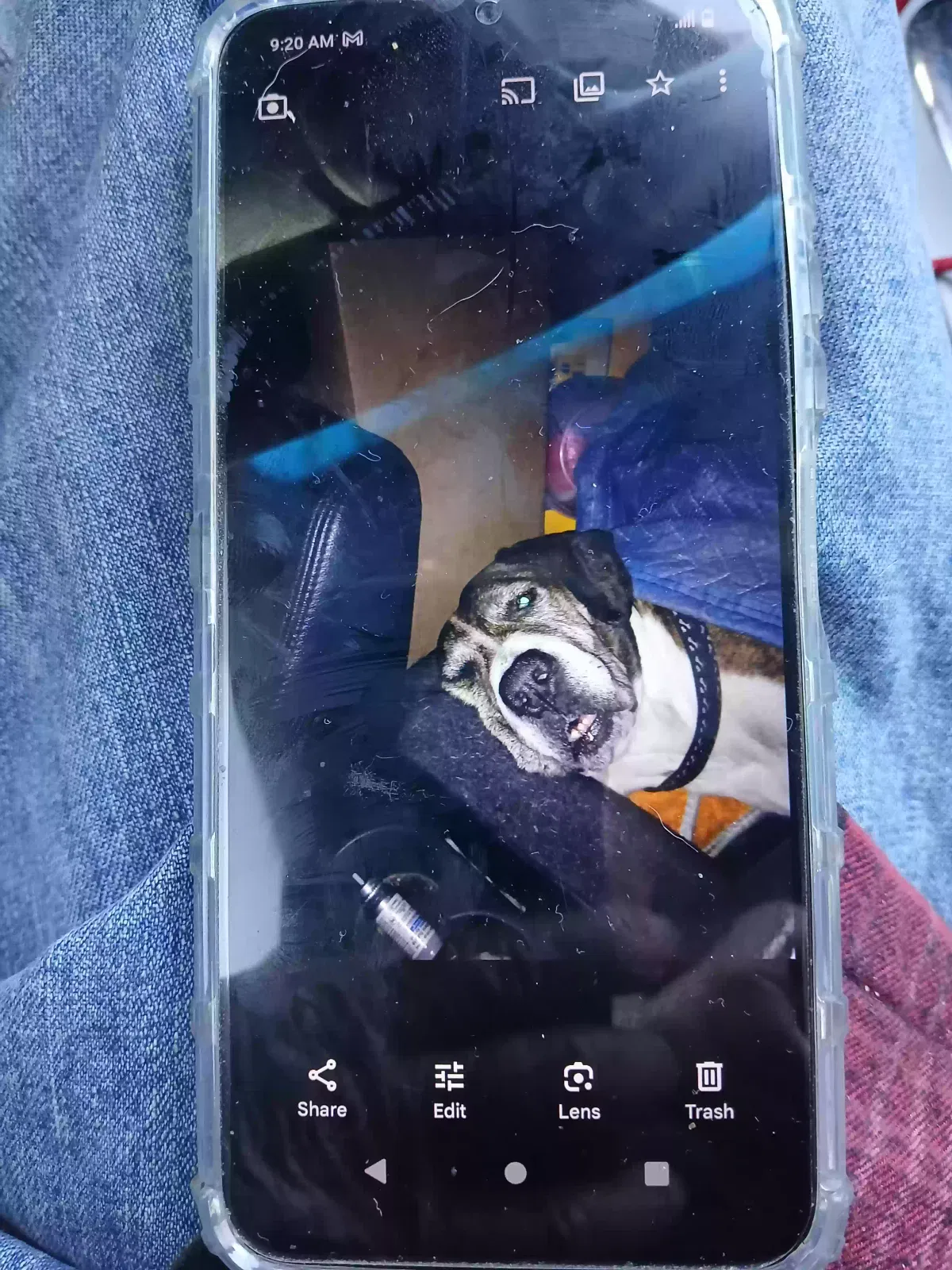 Lost dog in Carson, CA, 90745