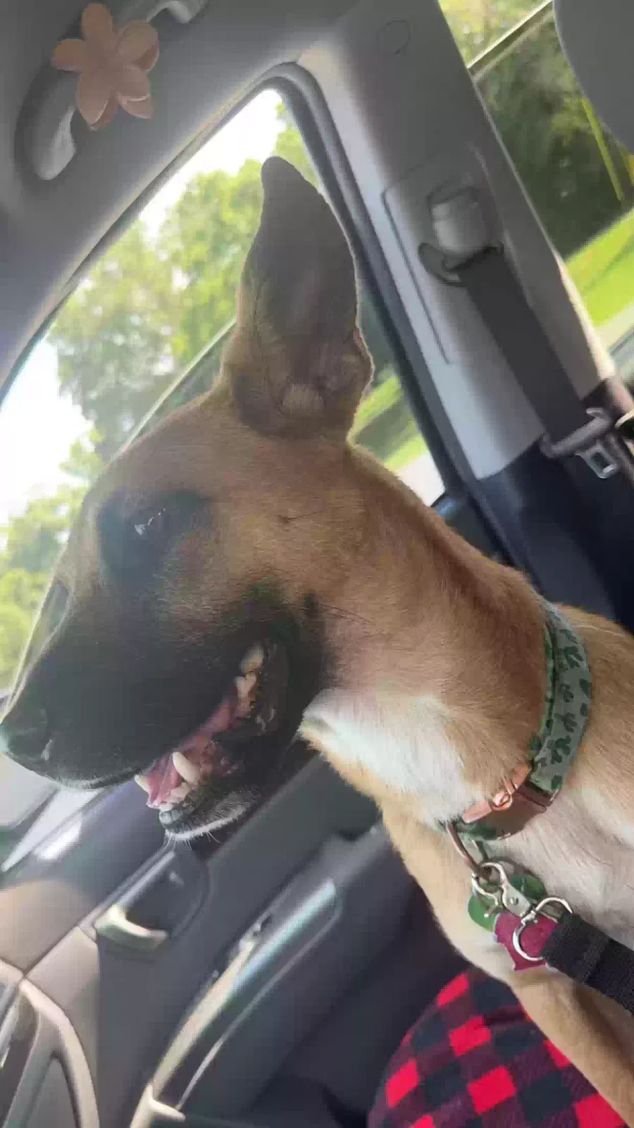 Lost dog in Mobile, AL, 36617