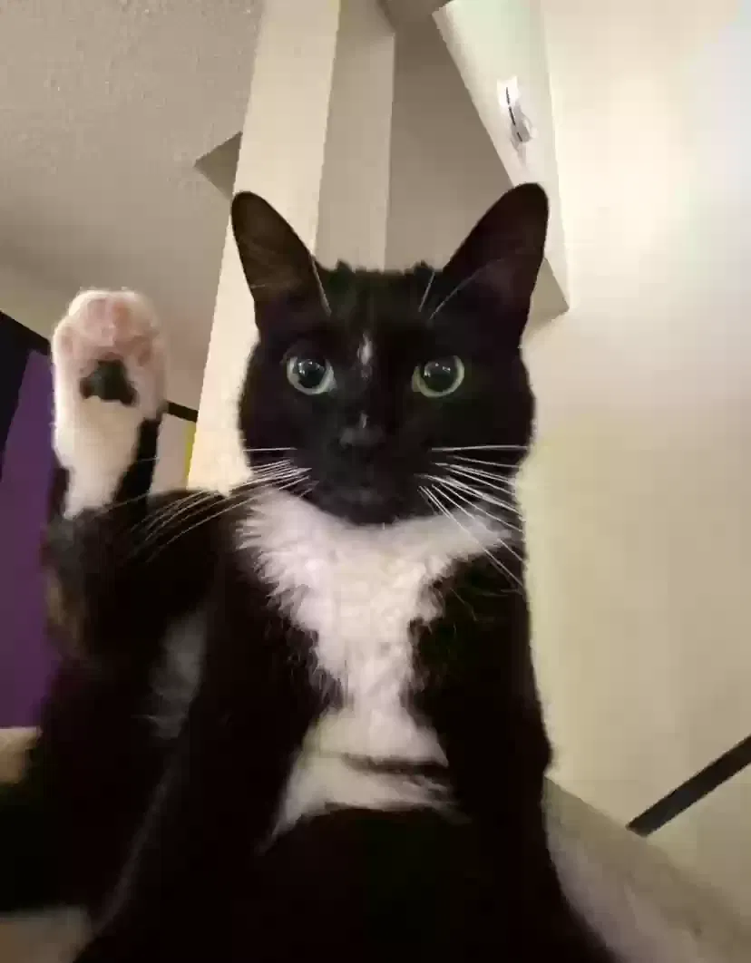 Lost cat in Portland, OR, 97230