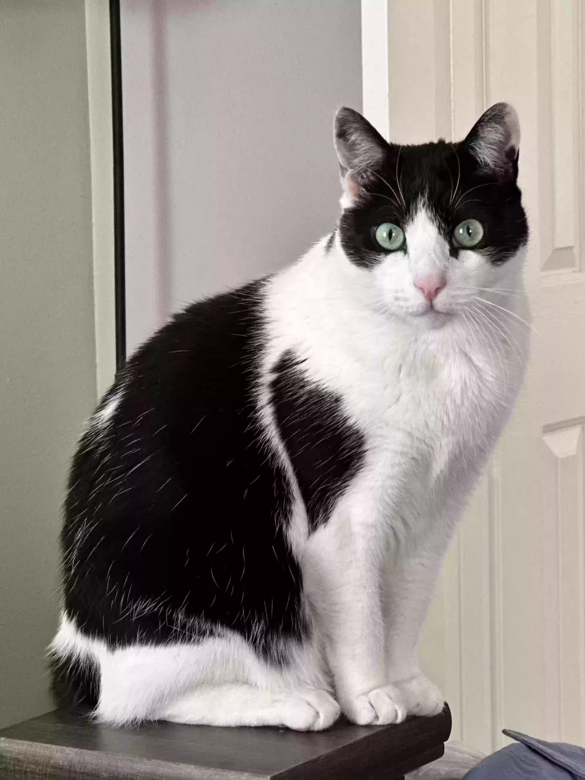Lost cat in Allen, TX, 75002