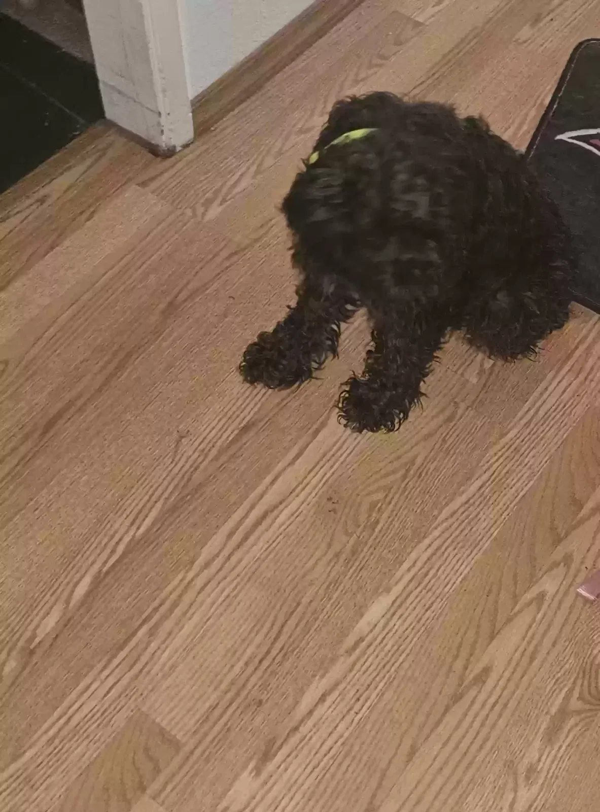 Lost dog in Sacramento, CA, 95823