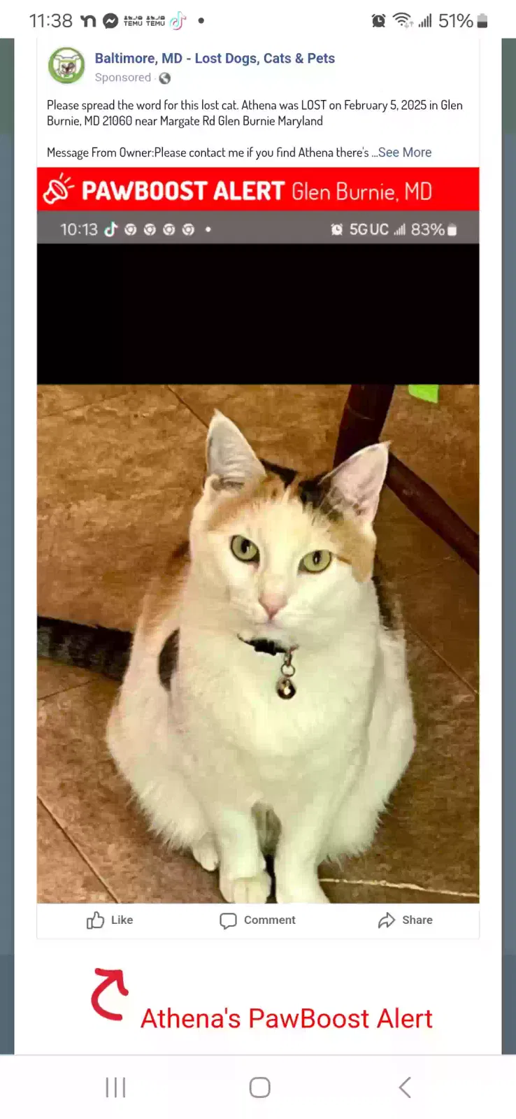 Lost cat in Glen Burnie, MD, 21060