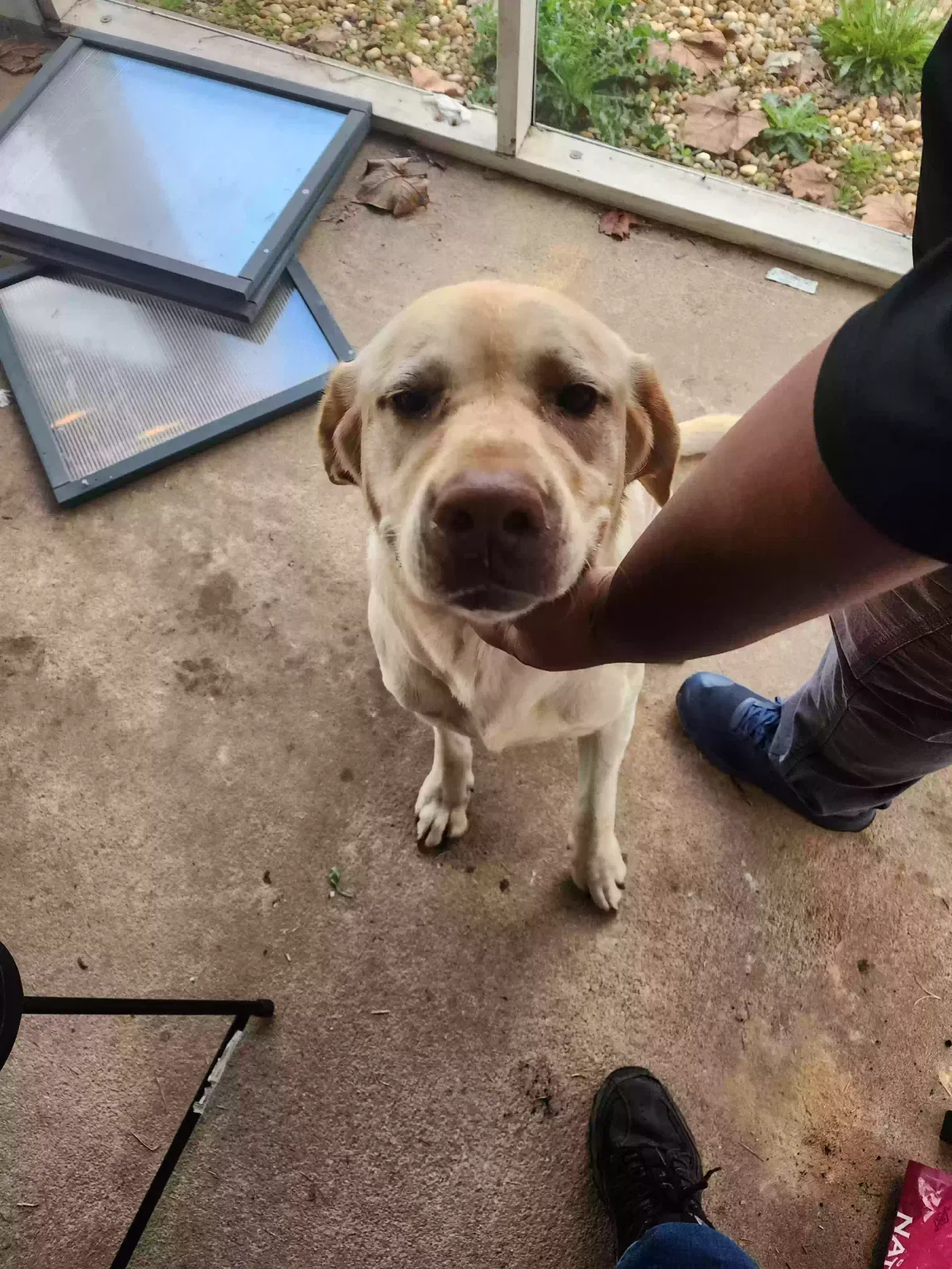 Found dog in Donalsonville, GA, 39845