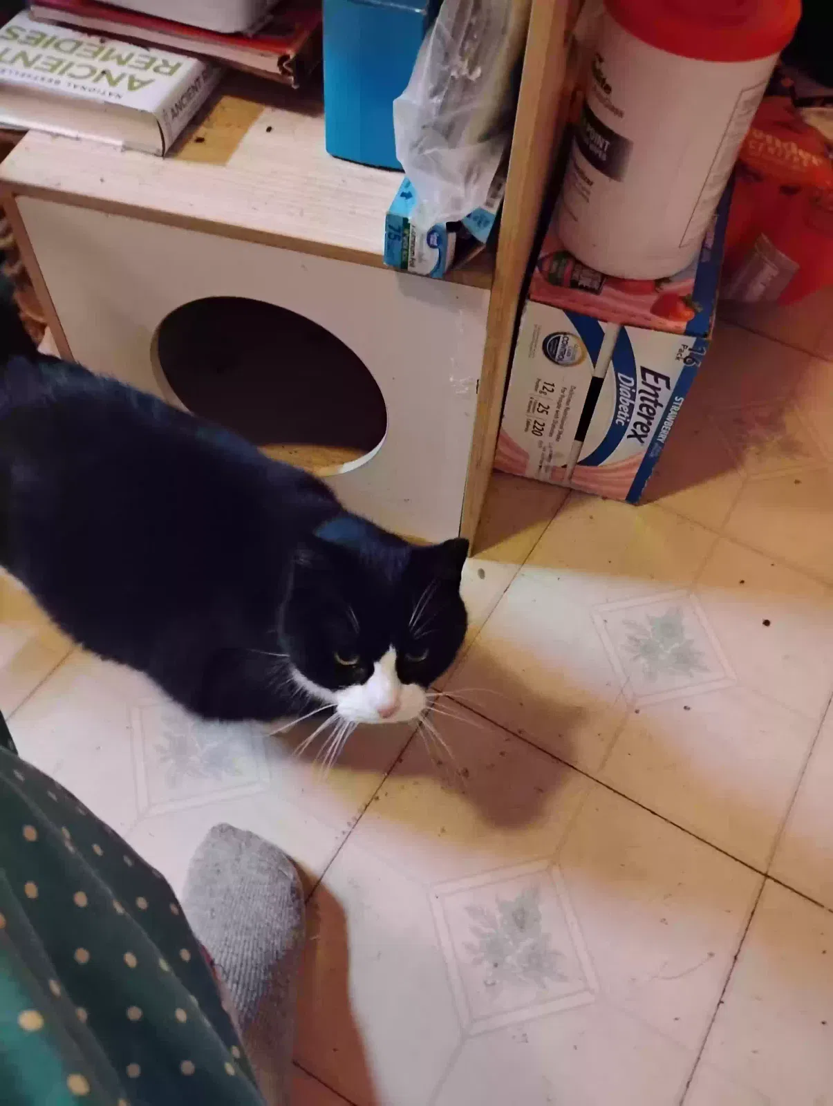 Lost cat in Annapolis, MD, 21401