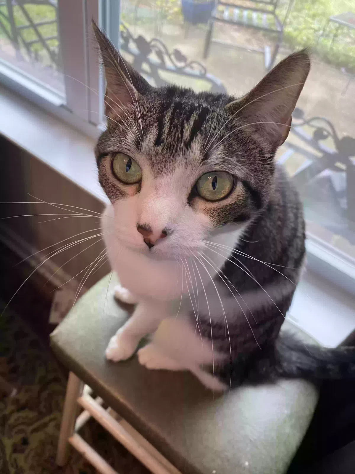 Lost cat in Antioch, TN, 37013