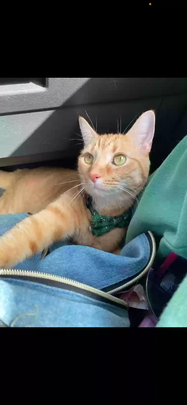 Lost cat in Boynton Beach, FL, 33436