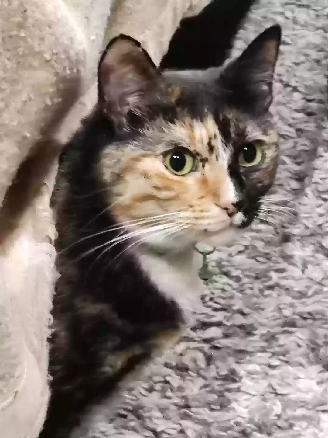 Lost cat in Simi Valley, CA, 93065