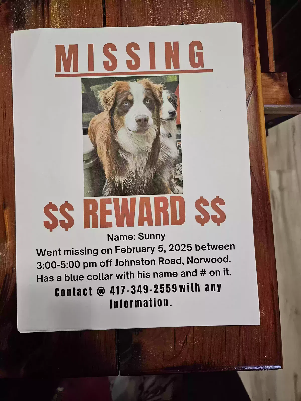 Lost dog in Norwood, MO, 65717