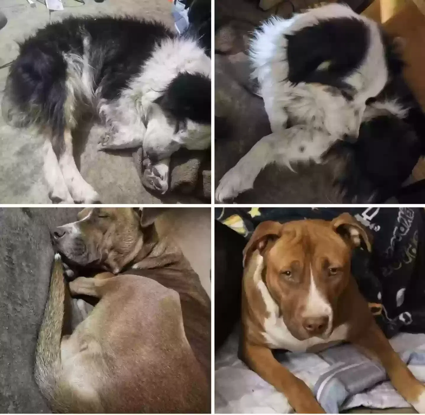 Lost dog in San Antonio, TX, 78224