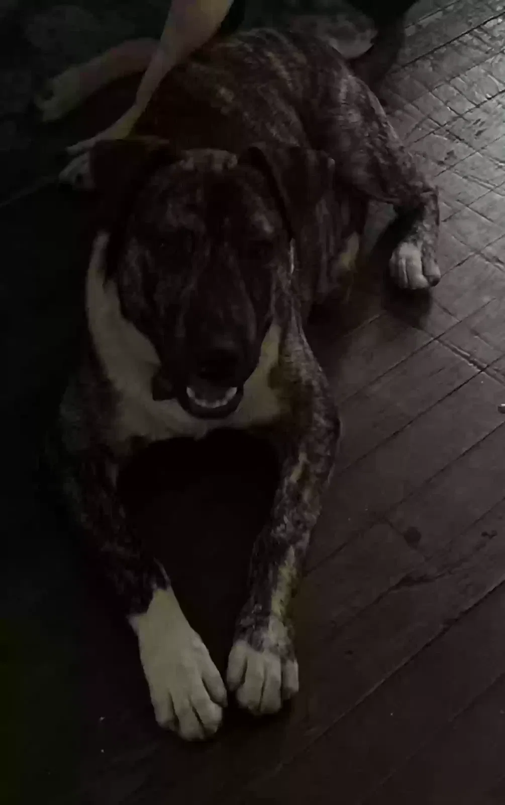 Lost dog in San Antonio, TX, 78227