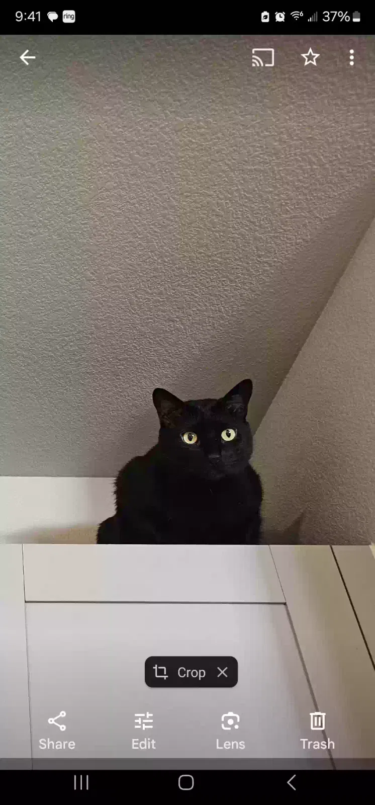Lost cat in Windsor, CO, 80550
