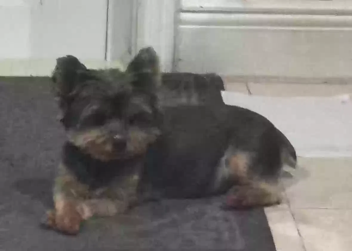Lost dog in Miami, FL, 33183