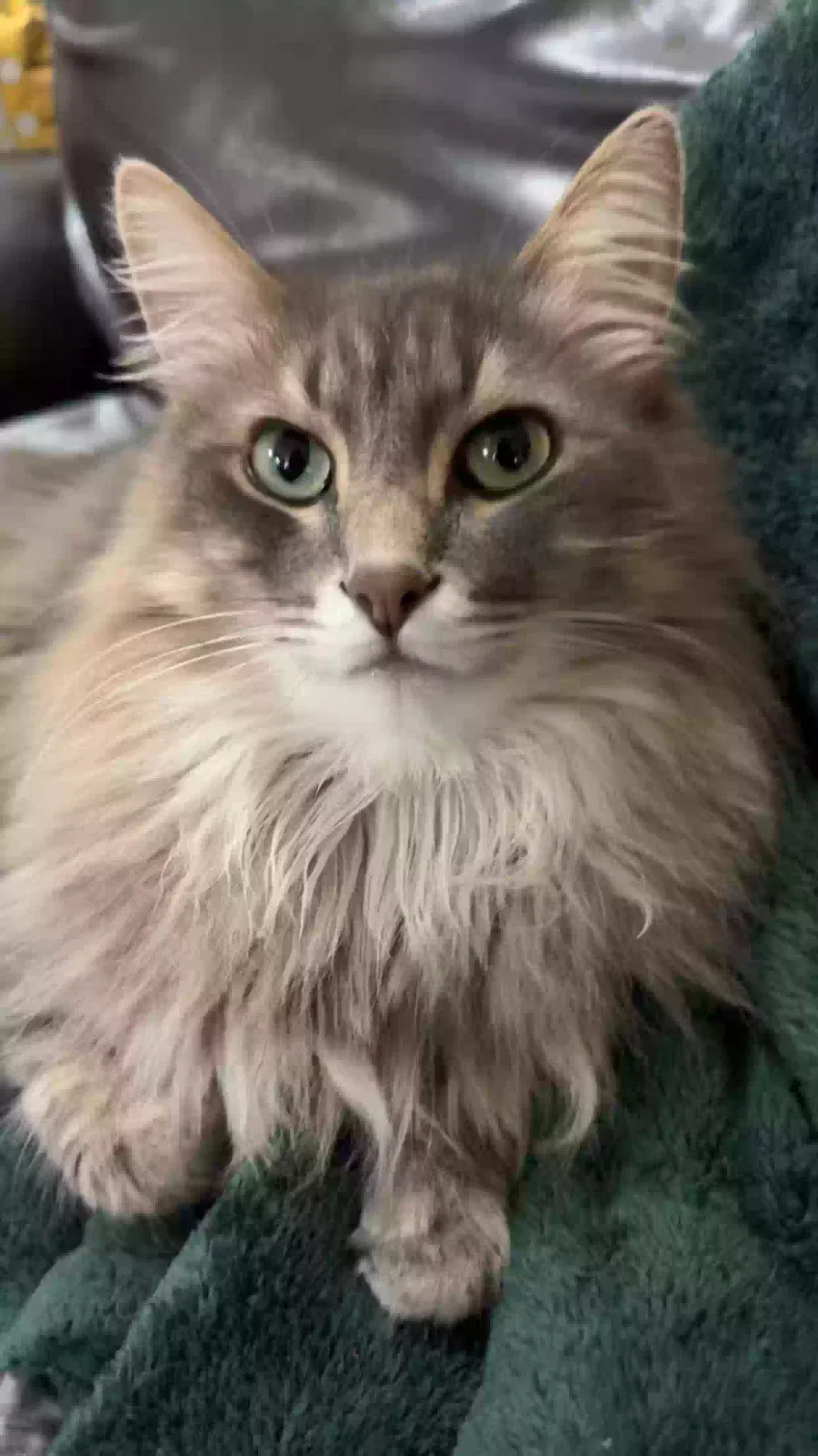Lost cat in Green Bay, WI, 54304