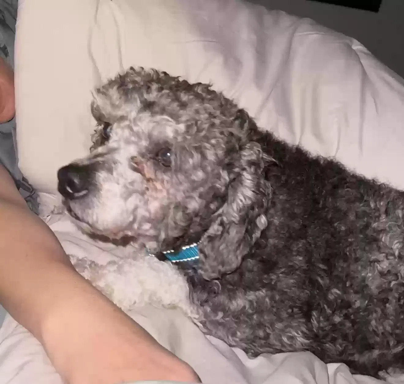 Lost dog in Huntington Beach, CA, 92648