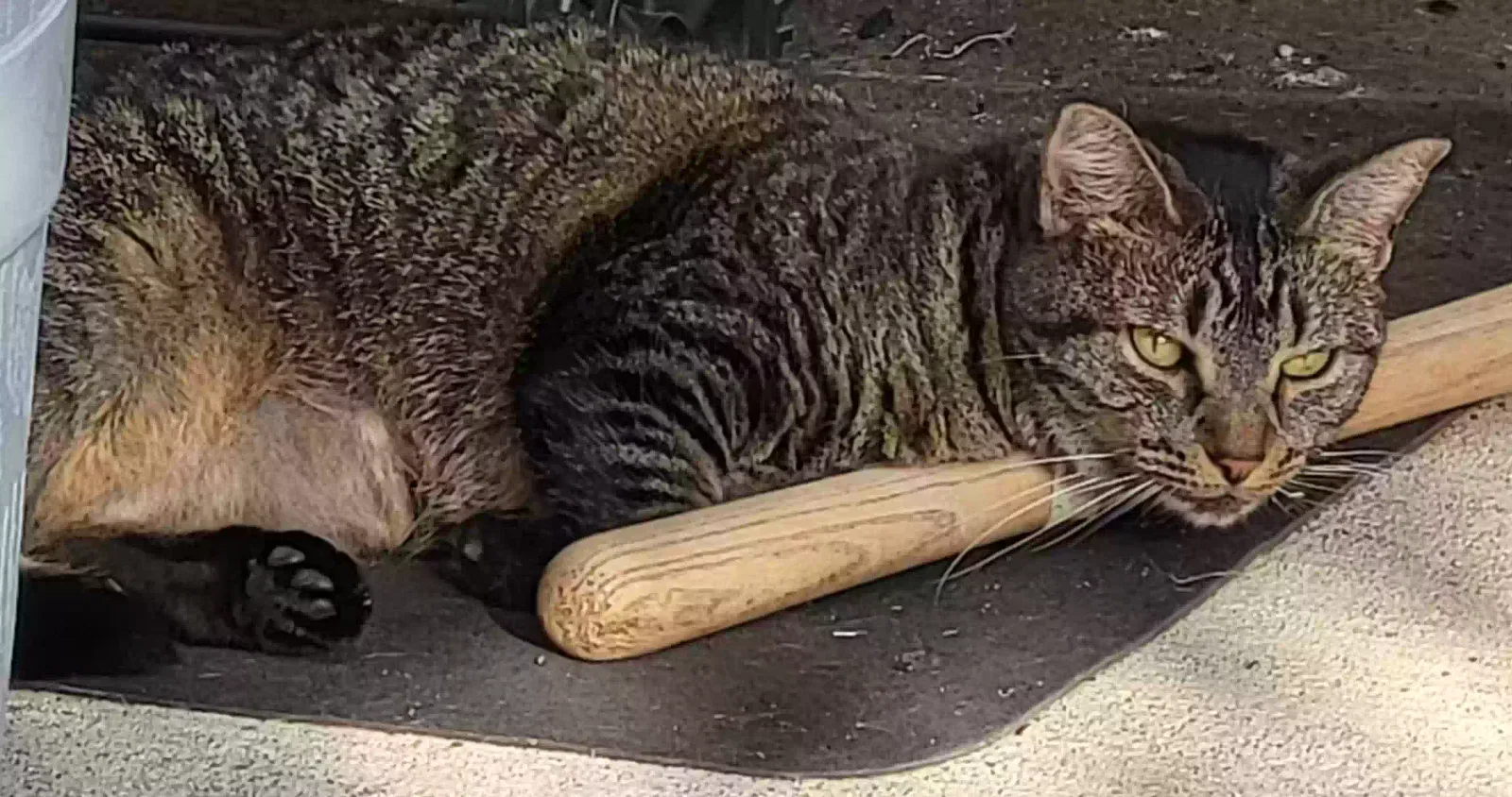 Lost cat in Spring, TX, 77388