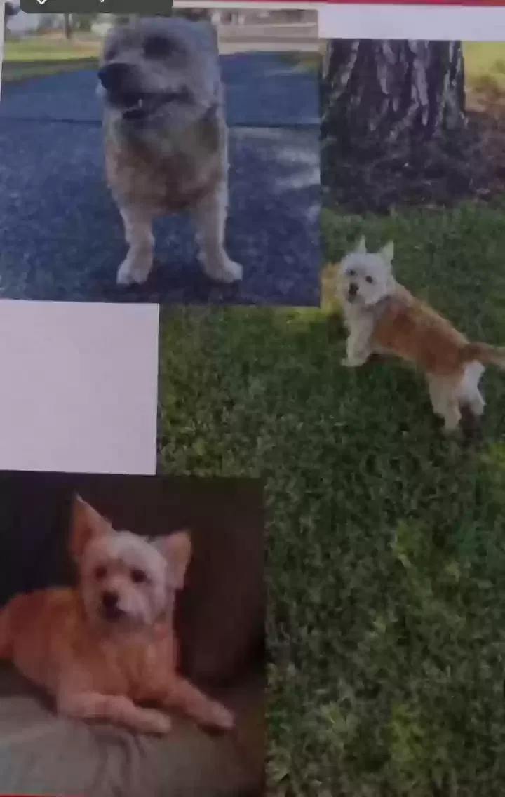 Lost dog in Stockton, CA, 95206