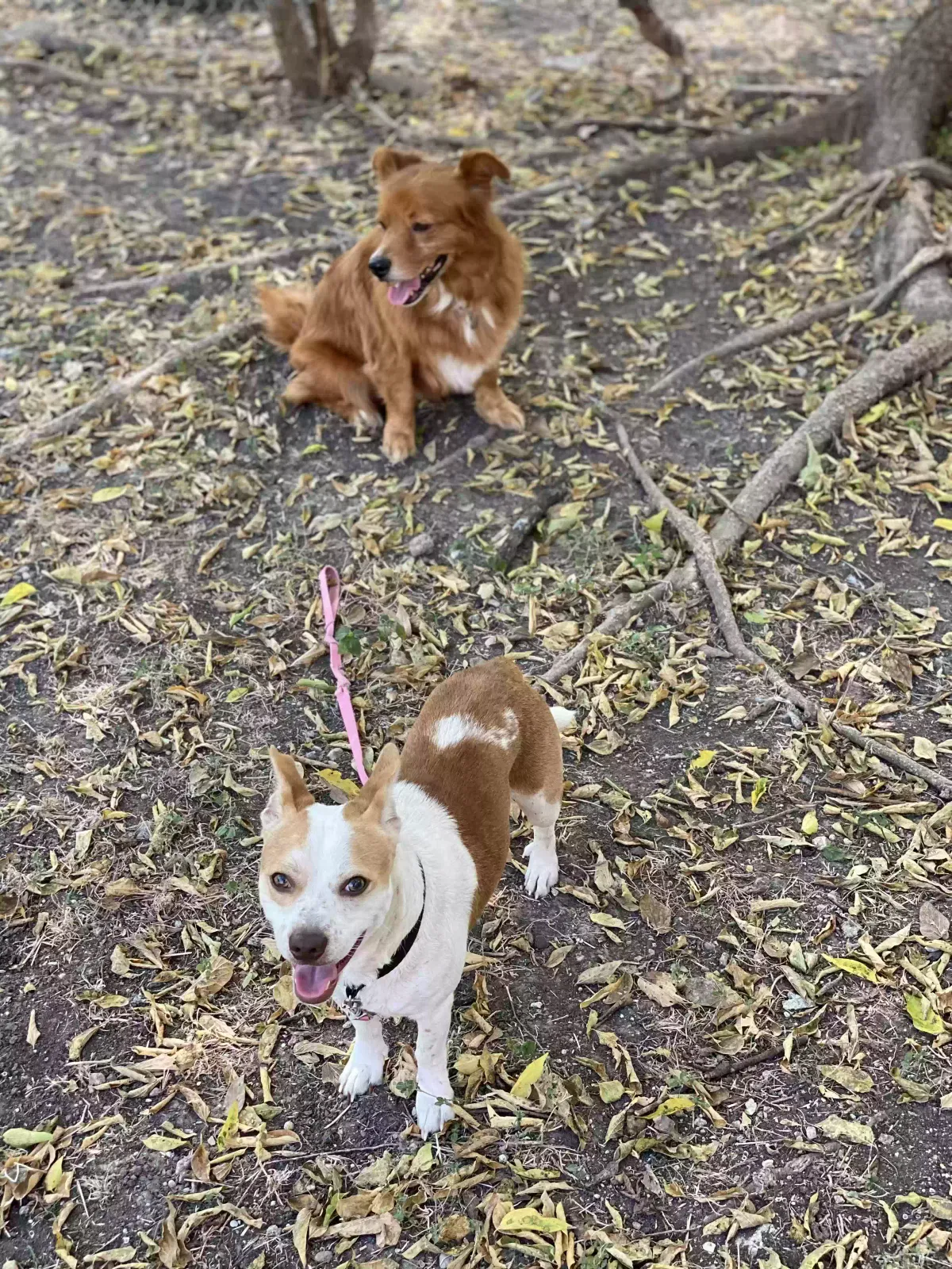 Lost dog in San Antonio, TX, 78213