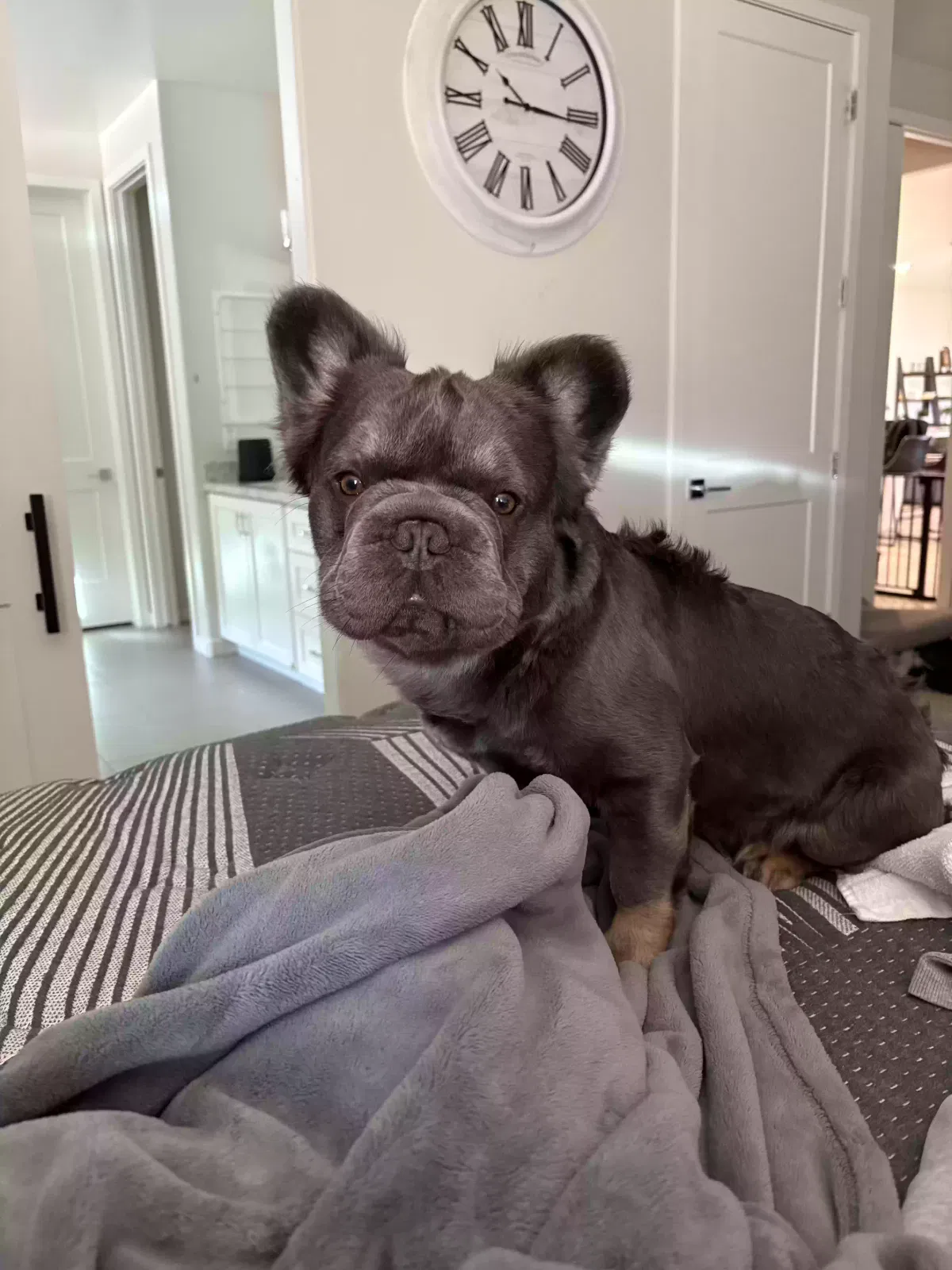 Lost dog in Surprise, AZ, 85387